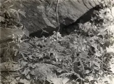 Wildflowers in bloom, between 1915 and 1935. Creator: Frances Benjamin Johnston