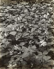 Wildflowers in bloom, between 1915 and 1935. Creator: Frances Benjamin Johnston