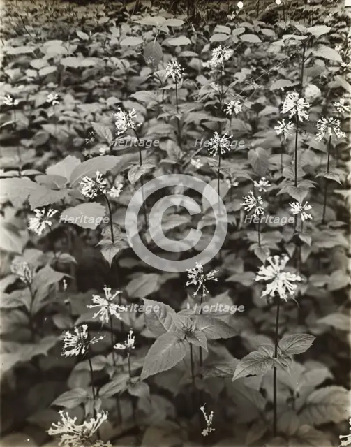 Wildflowers in bloom, between 1915 and 1935. Creator: Frances Benjamin Johnston.