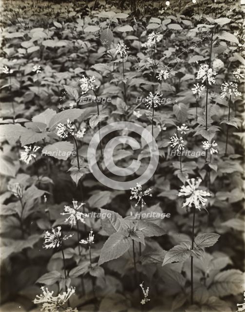 Wildflowers in bloom, between 1915 and 1935. Creator: Frances Benjamin Johnston.