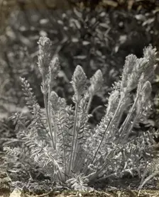 Wildflowers in bloom, between 1915 and 1935. Creator: Frances Benjamin Johnston