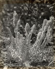 Wildflowers in bloom, between 1915 and 1935. Creator: Frances Benjamin Johnston