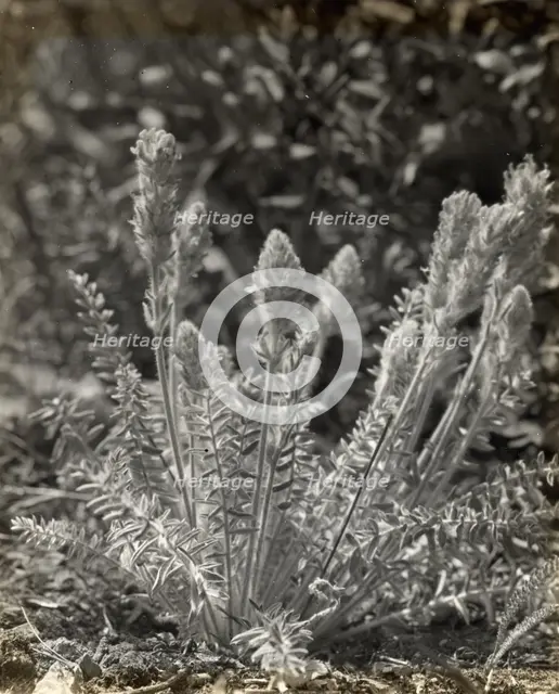 Wildflowers in bloom, between 1915 and 1935. Creator: Frances Benjamin Johnston.