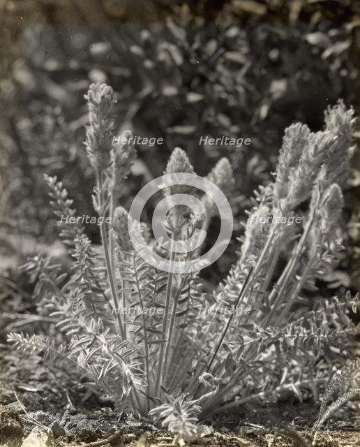 Wildflowers in bloom, between 1915 and 1935. Creator: Frances Benjamin Johnston.