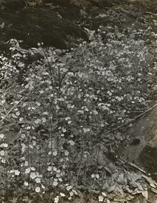 Wildflowers in bloom, between 1915 and 1935. Creator: Frances Benjamin Johnston