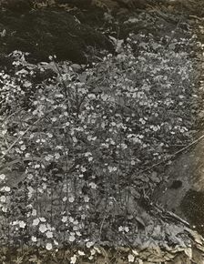 Wildflowers in bloom, between 1915 and 1935. Creator: Frances Benjamin Johnston