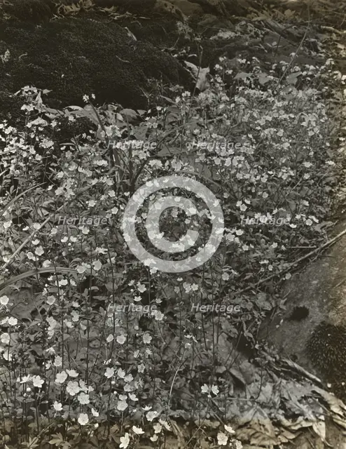 Wildflowers in bloom, between 1915 and 1935. Creator: Frances Benjamin Johnston.