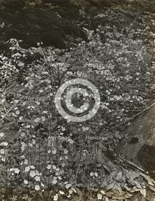 Wildflowers in bloom, between 1915 and 1935. Creator: Frances Benjamin Johnston.