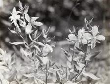 Wildflowers in bloom, between 1915 and 1935. Creator: Frances Benjamin Johnston