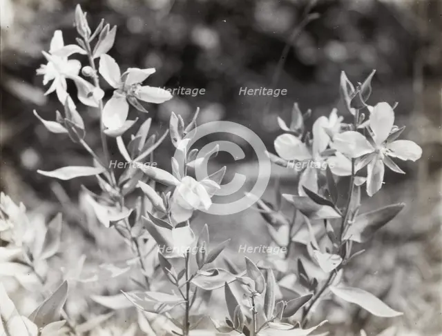 Wildflowers in bloom, between 1915 and 1935. Creator: Frances Benjamin Johnston.
