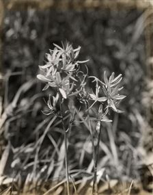 Wildflowers in bloom, between 1915 and 1935. Creator: Frances Benjamin Johnston