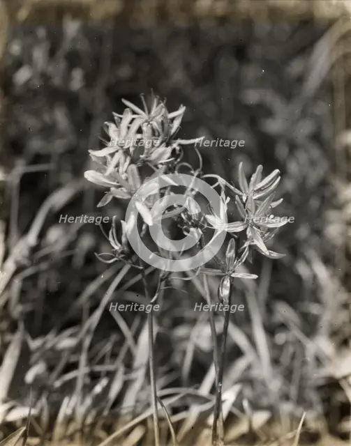 Wildflowers in bloom, between 1915 and 1935. Creator: Frances Benjamin Johnston.