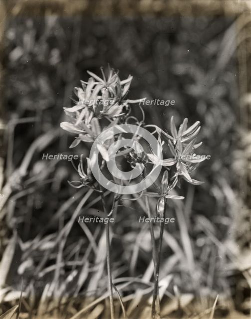 Wildflowers in bloom, between 1915 and 1935. Creator: Frances Benjamin Johnston.