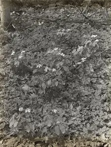 Wildflowers in bloom, between 1915 and 1935. Creator: Frances Benjamin Johnston