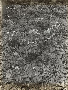 Wildflowers in bloom, between 1915 and 1935. Creator: Frances Benjamin Johnston