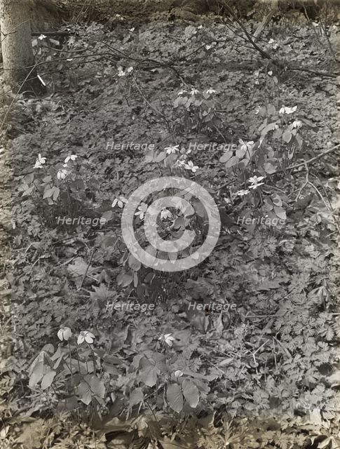 Wildflowers in bloom, between 1915 and 1935. Creator: Frances Benjamin Johnston.