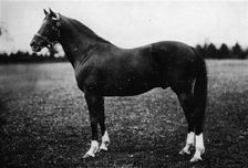 Wildfowler 19th century, (1911)