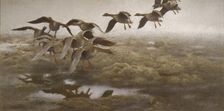 Wildgeese Settling, 1907. Creator: Bruno Liljefors