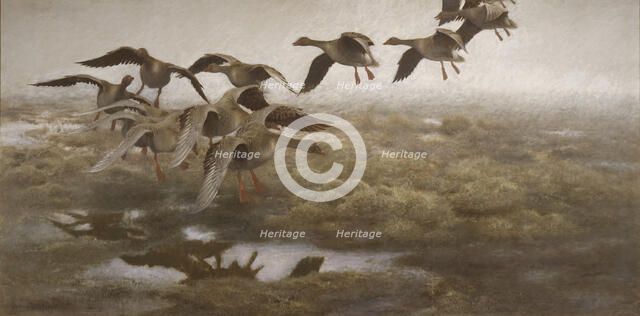 Wildgeese Settling, 1907. Creator: Bruno Liljefors.