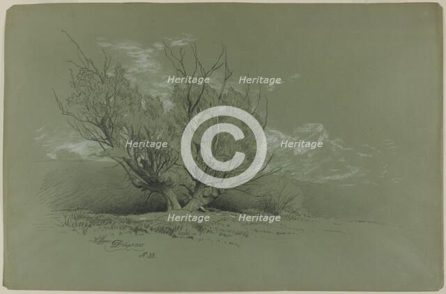 Willow, 1885. Creator: David Johnson.