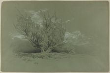 Willow, 1885. Creator: David Johnson