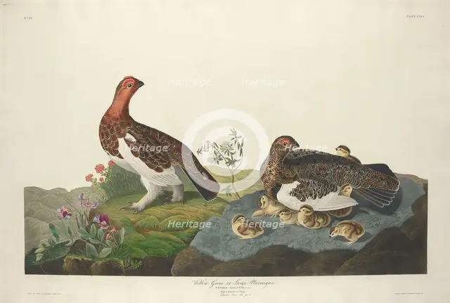 Willow Grous, 1834. Creator: Robert Havell.
