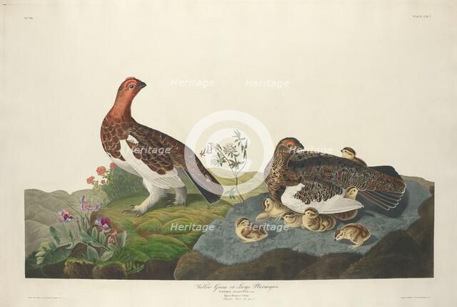 Willow Grous, 1834. Creator: Robert Havell.