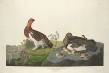 Willow Grous, 1834. Creator: Robert Havell