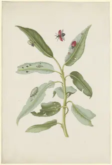 Willow leaves with poplar leaf beetles, eggs and larvae, after 1679. Creator: Sybilla Merian