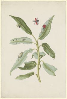 Willow leaves with poplar leaf beetles, eggs and larvae, after 1679. Creator: Sybilla Merian