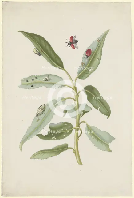 Willow leaves with poplar leaf beetles, eggs and larvae, after 1679. Creator: Sybilla Merian.