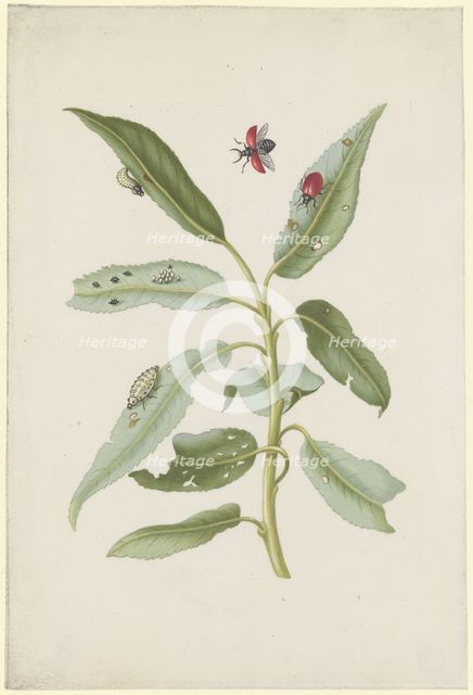 Willow leaves with poplar leaf beetles, eggs and larvae, after 1679. Creator: Sybilla Merian.