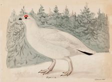 Willow Ptarmigan, 1835. Creator: Magnus von Wright