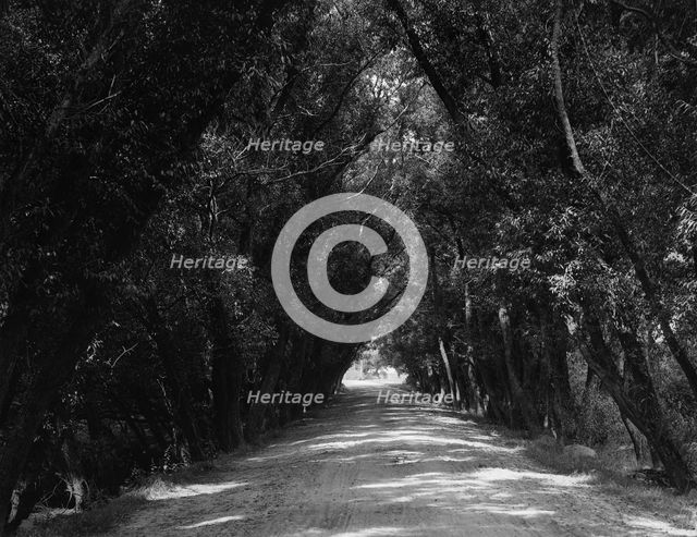 Willow Road, Gloucester, Mass., c1904. Creator: Unknown.