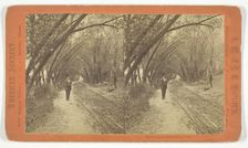 Willow Road, Lanesville, Massachusetts, 1873/81. Creator: J.W. & J.S. Moulton