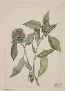 Willow (Salix), 1900. Creator: Mary Vaux Walcott