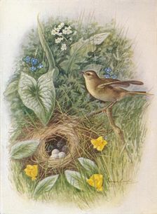 Willow-Wren - Phyllos'copus tro'chilus c1910, (1910). Artist: George James Rankin