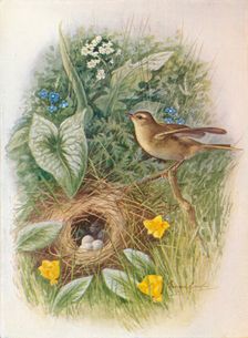 Willow-Wren - Phyllos'copus tro'chilus c1910, (1910). Artist: George James Rankin