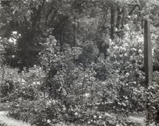 "Willowmere," Rear Admiral Aaron Ward house, 435 Bryant Avenue, Roslyn Harbor, New York, 1914. Creator: Frances Benjamin Johnston