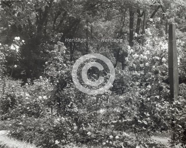 "Willowmere," Rear Admiral Aaron Ward house, 435 Bryant Avenue, Roslyn Harbor, New York, 1914. Creator: Frances Benjamin Johnston.