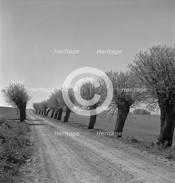 Willows, Scania, Sweden, 1950.  Creator: Torkel Lindeberg.