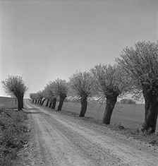 Willows, Scania, Sweden, 1950. Artist: Torkel Lindeberg