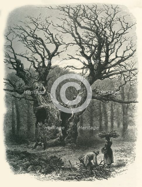 'William the Conqueror's Oak', c1870.