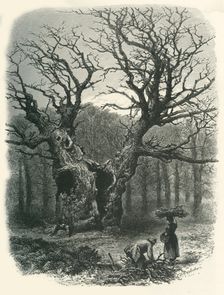 William the Conqueror's Oak c1870