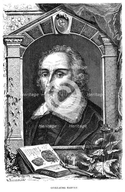 William Harvey (1578-1657) English physician, c17th century. Creator: Unknown.
