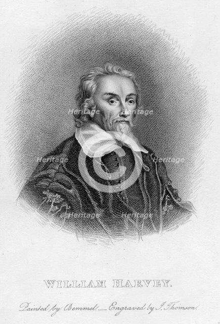 William Harvey (1578-1657) English physician, c17th century. Creator: Unknown.