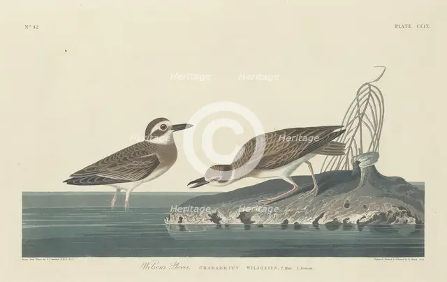 Wilson's Plover, 1834. Creator: Robert Havell.