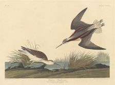 Wilson's Phalarope, 1835. Creator: Robert Havell