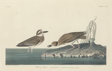 Wilson's Plover, 1834. Creator: Robert Havell