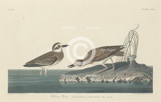 Wilson's Plover, 1834. Creator: Robert Havell.